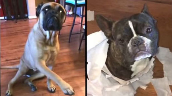 重庆市场买家比卖家多买到宝贝多不愿再卖出|ky com(图2)