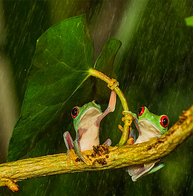 中国最具人气环保公益组织排行榜【kycom】(图1)