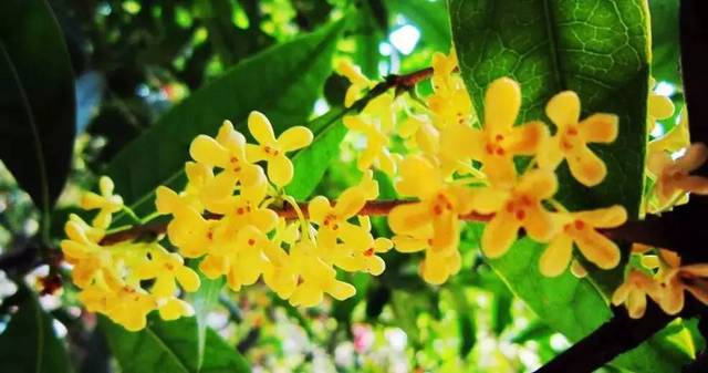 “多娇”背后是多情当今拍卖价格最高的画家|ky com(图2)