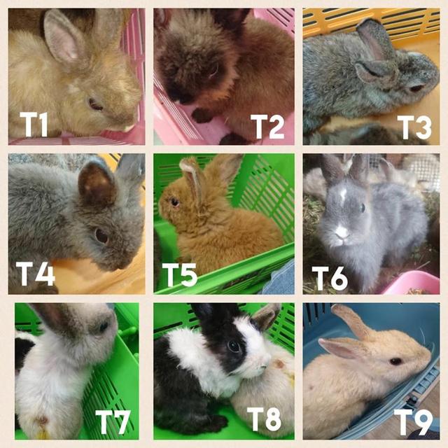 ky com|“汉代梳妆台”拍出2.2亿一年后被爆产自邳州作坊(图4)