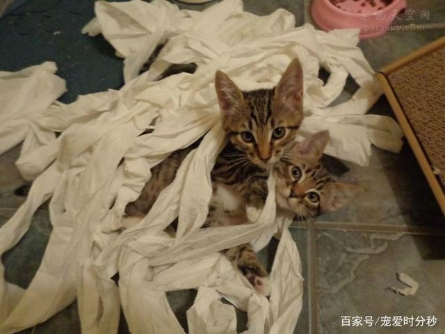 孤雨下午(03.06)主要商品操作建议“ky com”(图1) 孤雨下午(03.06)主要商品操作建议“ky com”(图1)