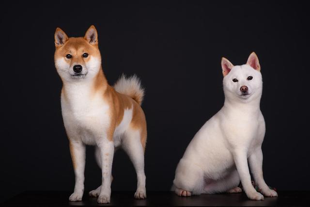 @璧山人，你有一份疫情之下各种服务硬核网上管理指南，请注意查收-kycom(图1)