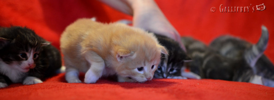 【ky.com】上海如何打造邮轮经济发展“全国样板”(图1)