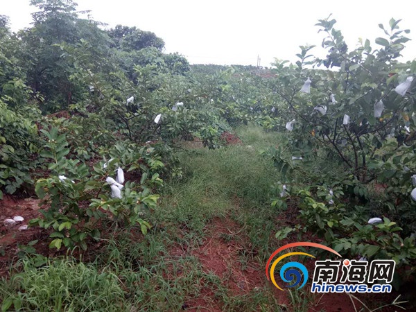 市场预热吴昌硕--诞辰170周年‘ky.com’(图1) 市场预热吴昌硕--诞辰170周年‘ky.com’(图1)