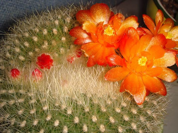 猎鹰解期:棕榈油期货2月20日交易建议‘ky.com’(图3) 猎鹰解期:棕榈油期货2月20日交易建议‘ky.com’(图3)