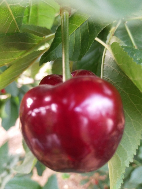 2018年最全A股企业“黑名单”榜单 联建光电、海正药业、北大荒纷纷上榜-ky.com(图1) ky com