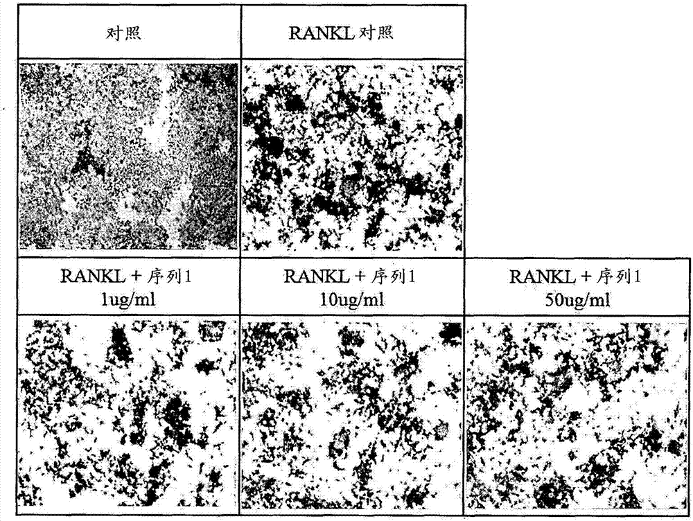 男子收藏三千秤砣最大重数百斤(组图)作者:2012-12-1111:01:36来源:中安在线.panel-overlay【ky.com】(图2) ky com